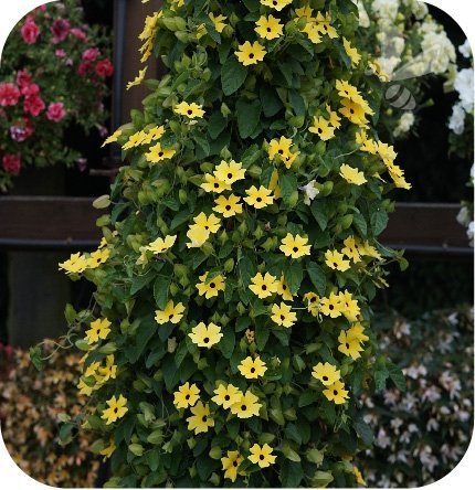 Thunbergia Yellow Dark Eye 6 sztuk