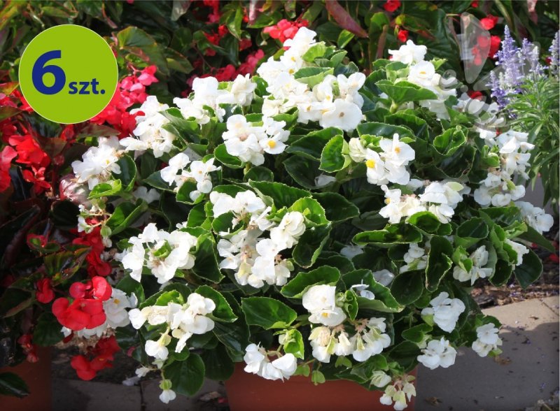 Begonia Dragon biała z zielonym liściem 6 sztuk