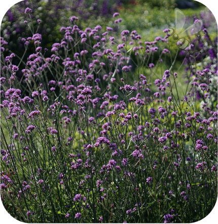 Werbena rigida Polaris 6 sztuk