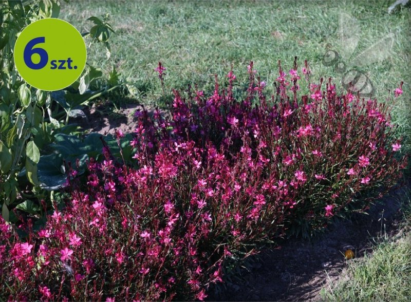 Gaura Gambit Rose 6 szt.