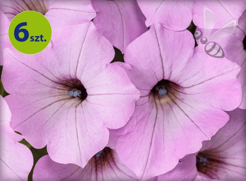 Supertunia Vista Cool Jazz 6 sztuk
