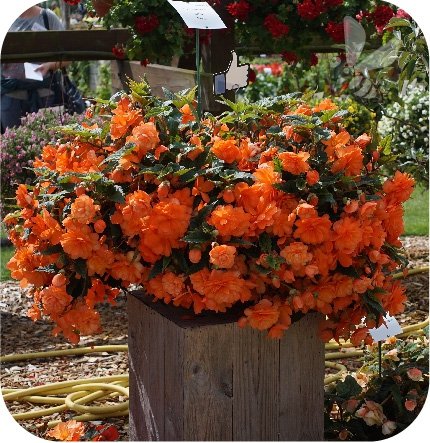 Begonia Belina Orange 6 sztuk