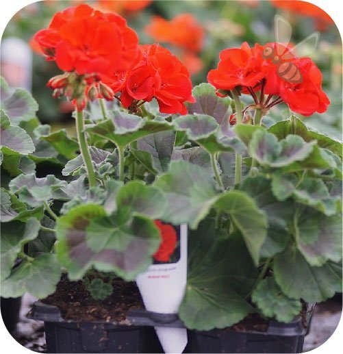 Pelargonia Rosebud Astrid 6 sztuk