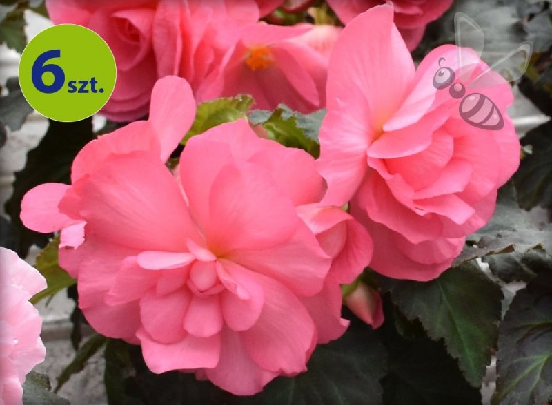 różowa begonia