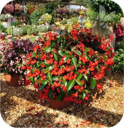 begonia Dragon różowa