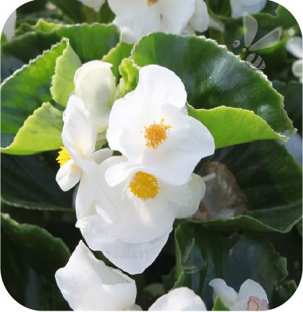 Begonia Dragon biała z zielonym liściem 6 sztuk