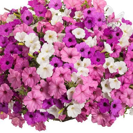 Supertunia Vista Raspberry 6 sztuk