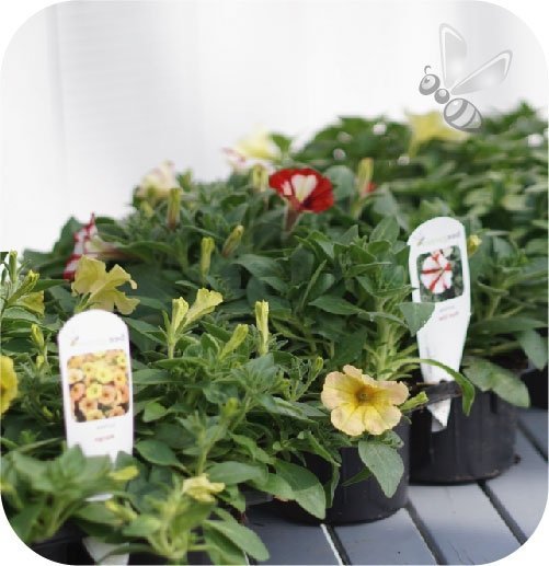 Supertunia Vista Fuchsia 6 sztuk