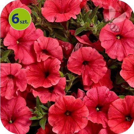 Supertunia Mini Vista Coral 6 sztuk