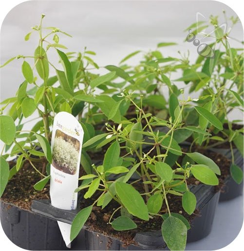 Euphorbia biała 6 sztuk