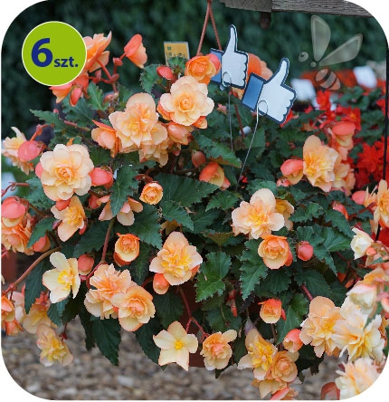 begonia fragrant falls pachnąca
