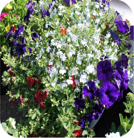 lobelia biała