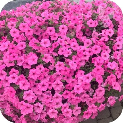 Supertunia Vista Bubblegum 6 sztuk