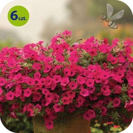 superpetunia vista fuchsia