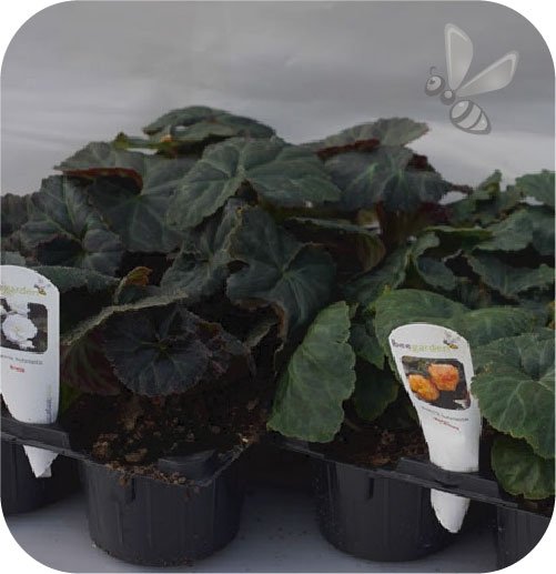 Begonia Bulwiasta czerwona  6 sztuk