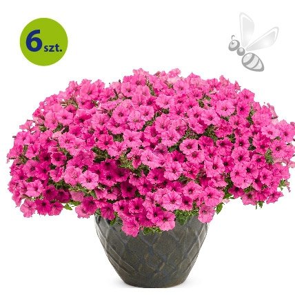 Supertunia Mini Vista Hot Pink 6 sztuk