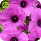 Supertunia Vista Jazzberry 6 sztuk 