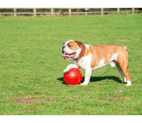 Boomer Ball XL - 10&quot; / 25cm czerwona