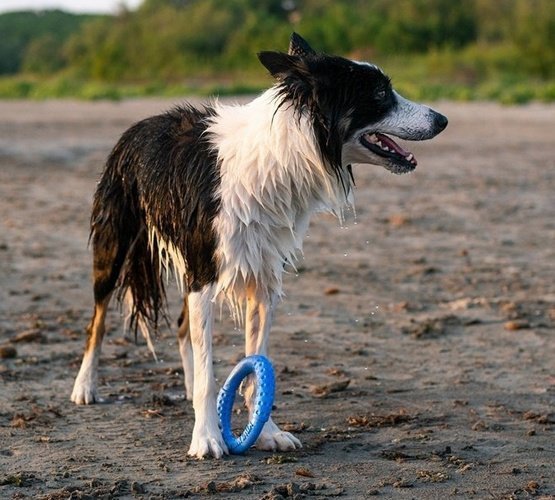 Kiwi Walker Let&#039;s Play Ring Mini niebieski