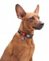 Collar WauDog Nylon Obroża nylonowa z QR-paszportem, plastikowy fastex, wzór ZĘBATE POTWORY, XXL 35mm/46-70cm