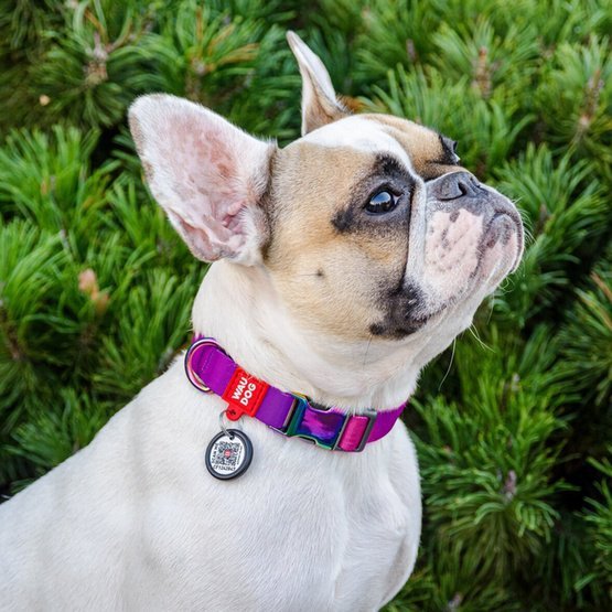 Collar WauDog Recycled Obroża nylonowa z QR-paszportem, gradient L 25mm/33-49cm fioletowy