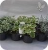 Mulenbeckia Minero 6 szt.