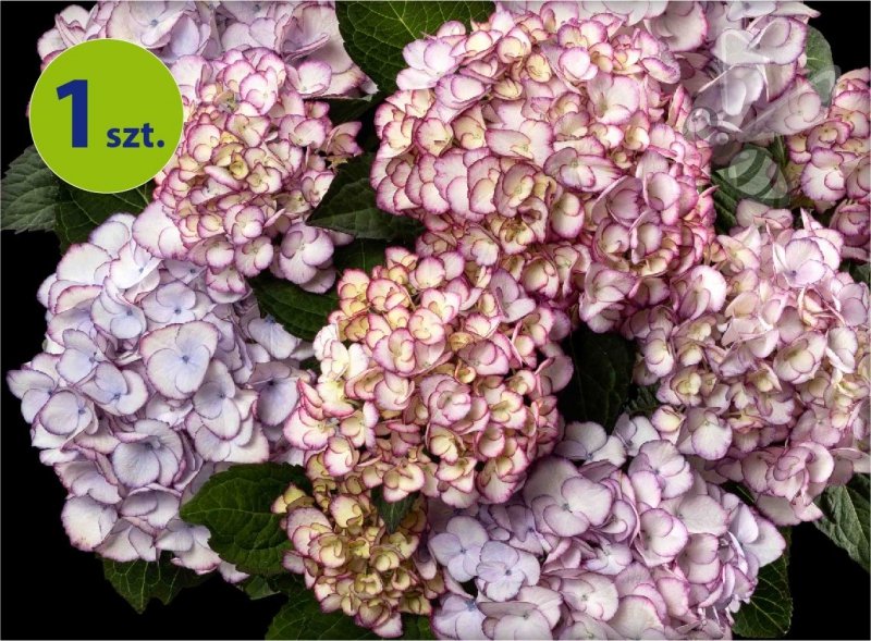 Hortensja ogrodowa Elfy Purple