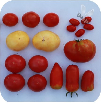 Pomidor Phantasia F1