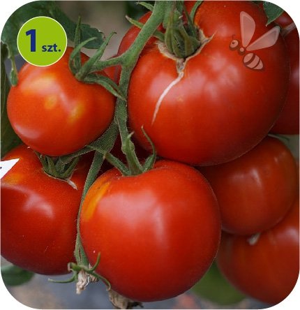 Pomidor Pyros F1