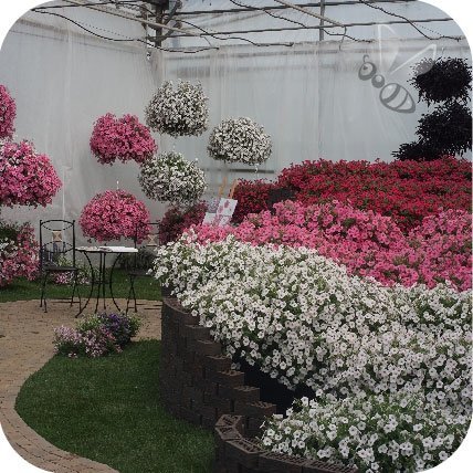 Supertunia Beautical White 6 sztuk