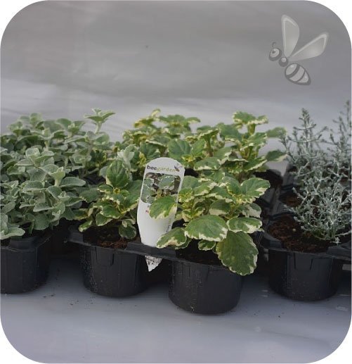 Mulenbeckia Minero 6 szt.