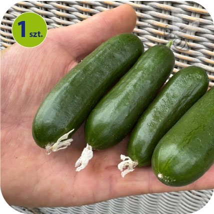 Ogórek  Cascadini