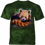 Red Panda  - The Mountain