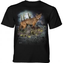 Desert Coyote - The Mountain