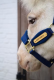 Kantar Velvet - Kentucky - navy