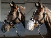 Siatka na nos do jazdy - Harry's Horse