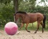 Piłka dla konia 100 cm - QHP