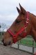 Kantar Dublin - BUCAS czerwony crimson red
