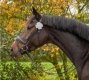 	 Numerek startowy Clover - QHP