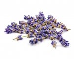 Lawenda - kwiat 0,5 kg - EQUIHERBS 