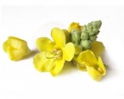 Dziewanna - kwiat 0,5 kg - EQUIHERBS 