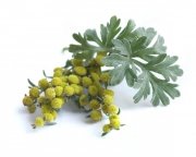 Piołun ziele 1 kg - EQUIHERBS 