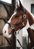 Kantar Nylon - Kentucky - navy