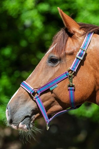 Kantar Dublin - BUCAS violet/green