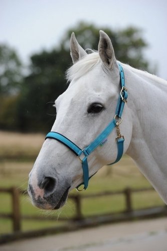 Kantar Dublin - BUCAS sweet blue