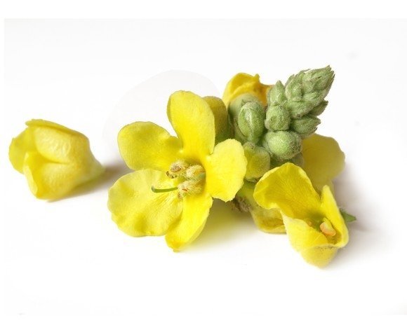 Dziewanna - kwiat 1 kg - EQUIHERBS 