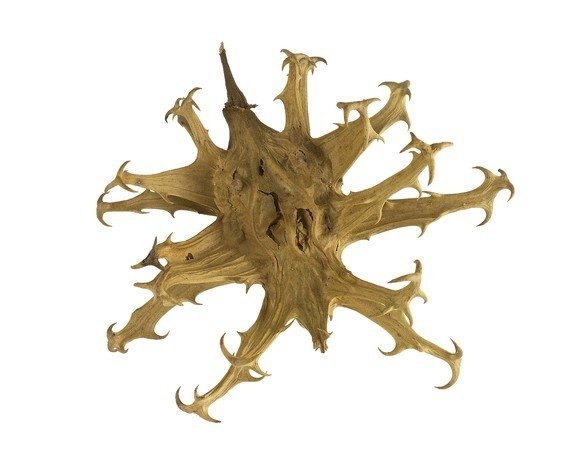 Czarci pazur 0,5 kg - EQUIHERBS 