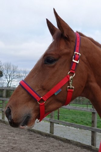 Kantar Dublin - BUCAS czerwony crimson red