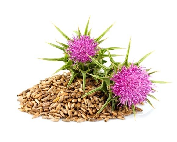 Ostropest plamisty 1 kg - EQUIHERBS 
