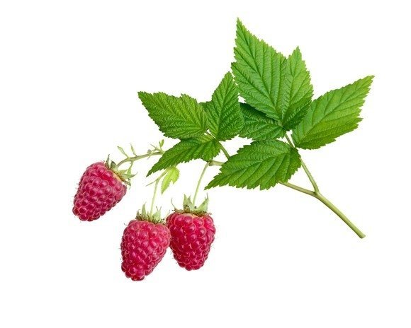 Malina liść 2 kg - EQUIHERBS 